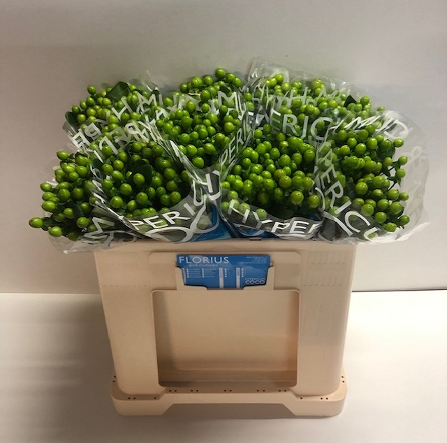 Hypericum coco bamboo.jpg